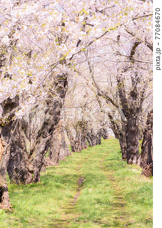 角館の桜並木 77084670