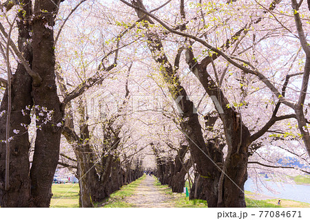角館の桜並木 角館の桜並木 77084671