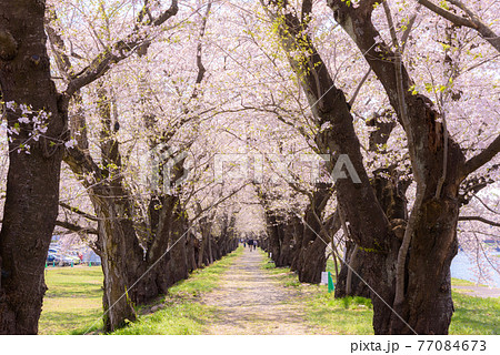 角館の桜並木 角館の桜並木 77084673