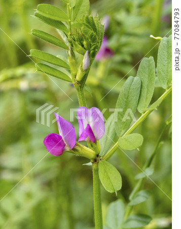 カラスノエンドウ花の写真素材