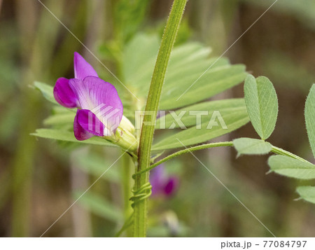 カラスノエンドウ花 77084797