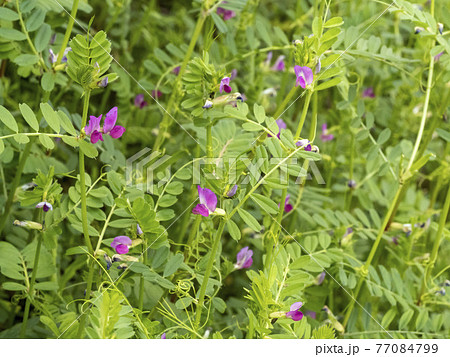 カラスノエンドウ花 77084799