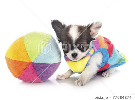 chihuahua in studio chihuahua in studio 77084874