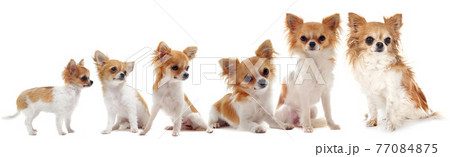 growth of chihuahua growth of chihuahua 77084875