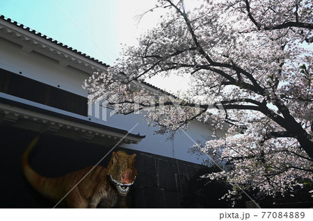 大阪城多聞櫓の桜と恐竜 大阪城多聞櫓の桜と恐竜 77084889