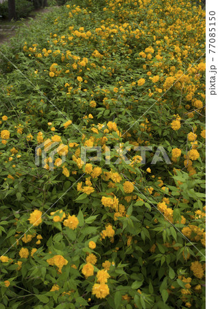ヤマブキの黄色い花が咲いています。学名はKerria japonicaです。 ヤマブキの黄色い花が咲いています。学名はKerria japonicaです。 77085150