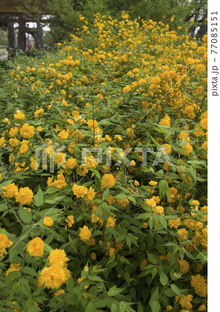 ヤマブキの黄色い花が咲いています。学名はKerria japonicaです。 77085151