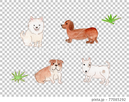 Watercolor illustration of medium-sized dogs (Spitz, Dachshund, Bulldog, Bull Terrier) 77085292