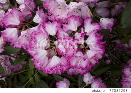 石楠花園のシャクナゲの花が満開です。 77085293