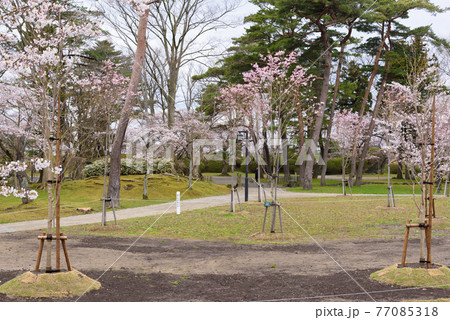 染井吉野の植樹 77085318