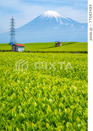 【静岡県】　富士山　茶畑 77085484