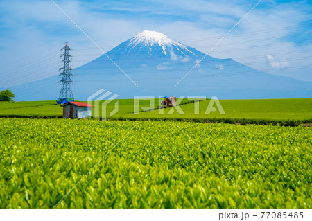 【静岡県】 富士山 茶畑 【静岡県】 富士山 茶畑 77085485