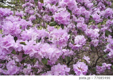 ピンク色のヒカゲツツジの花が咲いています。学名はRhododendron keiskei Miqです ピンク色のヒカゲツツジの花が咲いています。学名はRhododendron keiskei Miqです 77085490