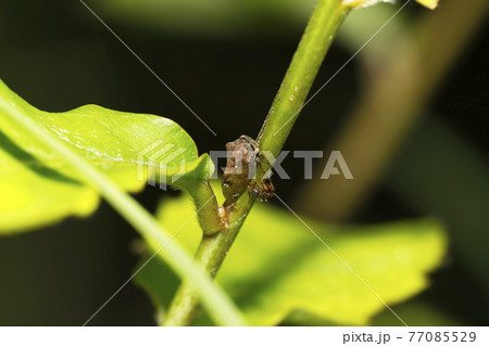 トビイロツノゼミ 77085529