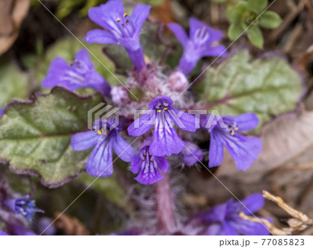 キランソウの花 77085823