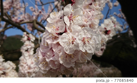 青空の下に咲くあんずの花 77085840