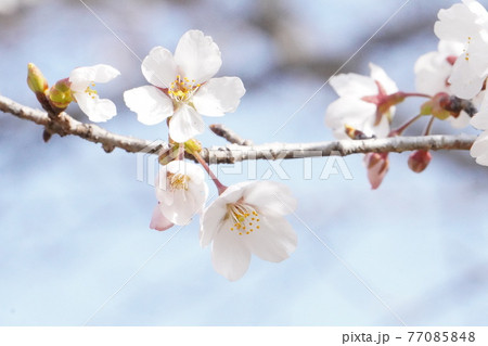 満開の桜のクローズアップ 77085848