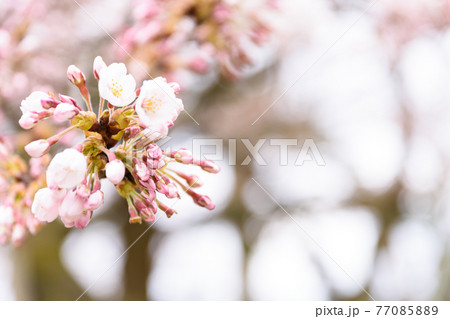 ソメイヨシノのつぼみ 77085889