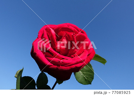 バラ　薔薇　ばら 77085925