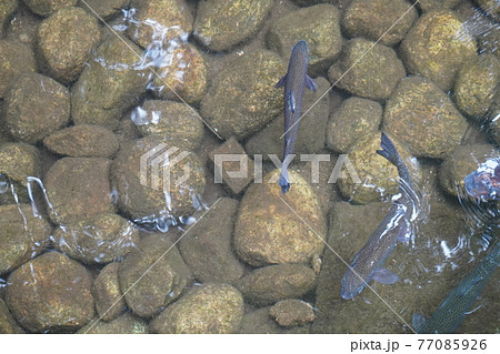 岩場の清流を泳ぐイワナ(俯瞰) 岩場の清流を泳ぐイワナ(俯瞰) 77085926