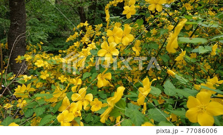 ヤマブキ 77086006