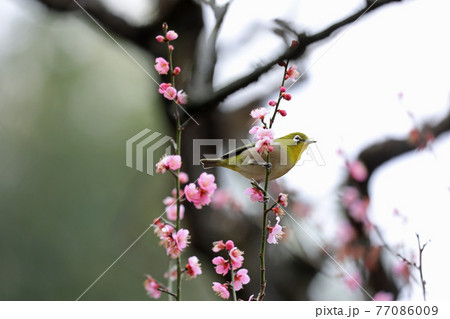 メジロと梅の花 77086009