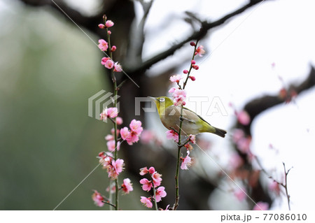 メジロと梅の花 77086010