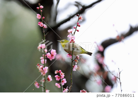 メジロと梅の花 77086011