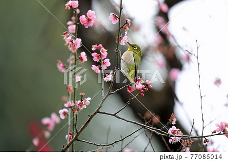 メジロと梅の花 メジロと梅の花 77086014