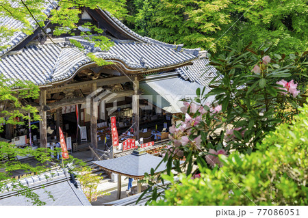 岡寺　　新緑と境内に咲く石楠花と牡丹 77086051