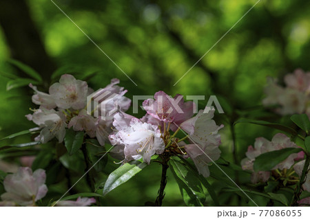 岡寺　　新緑と境内に咲く石楠花と牡丹 77086055