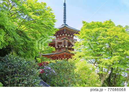 岡寺  新緑と境内に咲く石楠花と牡丹 岡寺  新緑と境内に咲く石楠花と牡丹 77086068