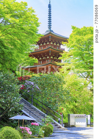 岡寺 新緑と境内に咲く石楠花と牡丹 岡寺 新緑と境内に咲く石楠花と牡丹 77086069