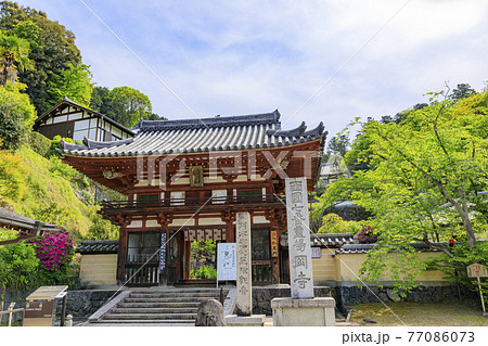 岡寺　　新緑と境内に咲く石楠花と牡丹 77086073