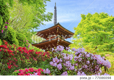 岡寺 新緑と境内に咲く石楠花と牡丹 岡寺 新緑と境内に咲く石楠花と牡丹 77086098