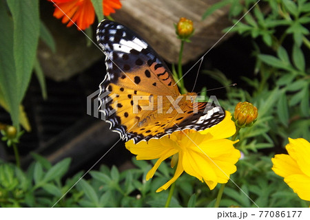 花の蜜を吸うメスのツマグロヒョウモン 77086177