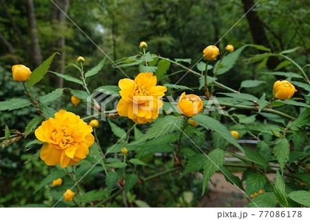 八重のヤマブキ 77086178