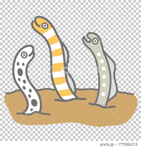 チンアナゴ ニシキアナゴ ホワイトスポッテッドガーデンイールのイラストのイラスト素材