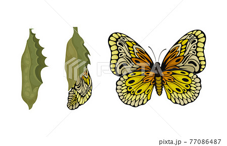 Chrysalis or Nympha as Pupal Stage of Butterfly Development Vector Set Chrysalis or Nympha as Pupal Stage of Butterfly Development Vector Set 77086487