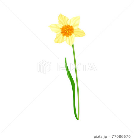 Narcissus as Spring Flowering Perennial Plant with Yellow Flower and Leafless Stem Closeup Vector Illustration 77086670