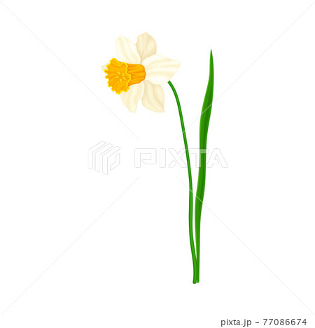 White Flower of Narcissus Spring Flowering Perennial Plant on Leafless Stem Closeup Vector Illustration 77086674