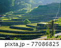 棚田　田植え 77086825