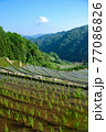 棚田　田植え風景 77086826