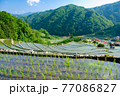 棚田　初夏 77086827