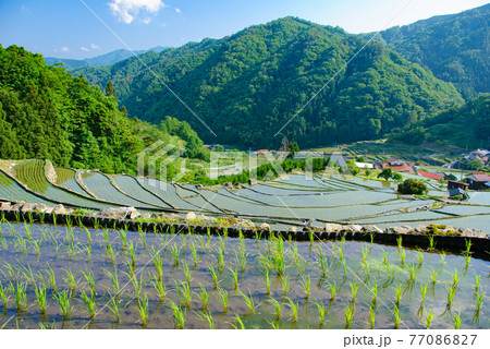 棚田　初夏 77086827