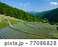 棚田　晴れた初夏 77086828