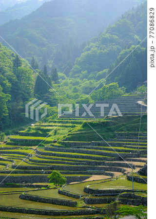 棚田　日本の原風景 77086829