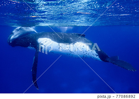 ザトウクジラ ザトウクジラ 77086892