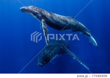 ザトウクジラ 77086906