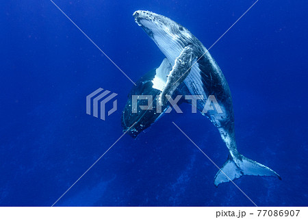 ザトウクジラ 77086907